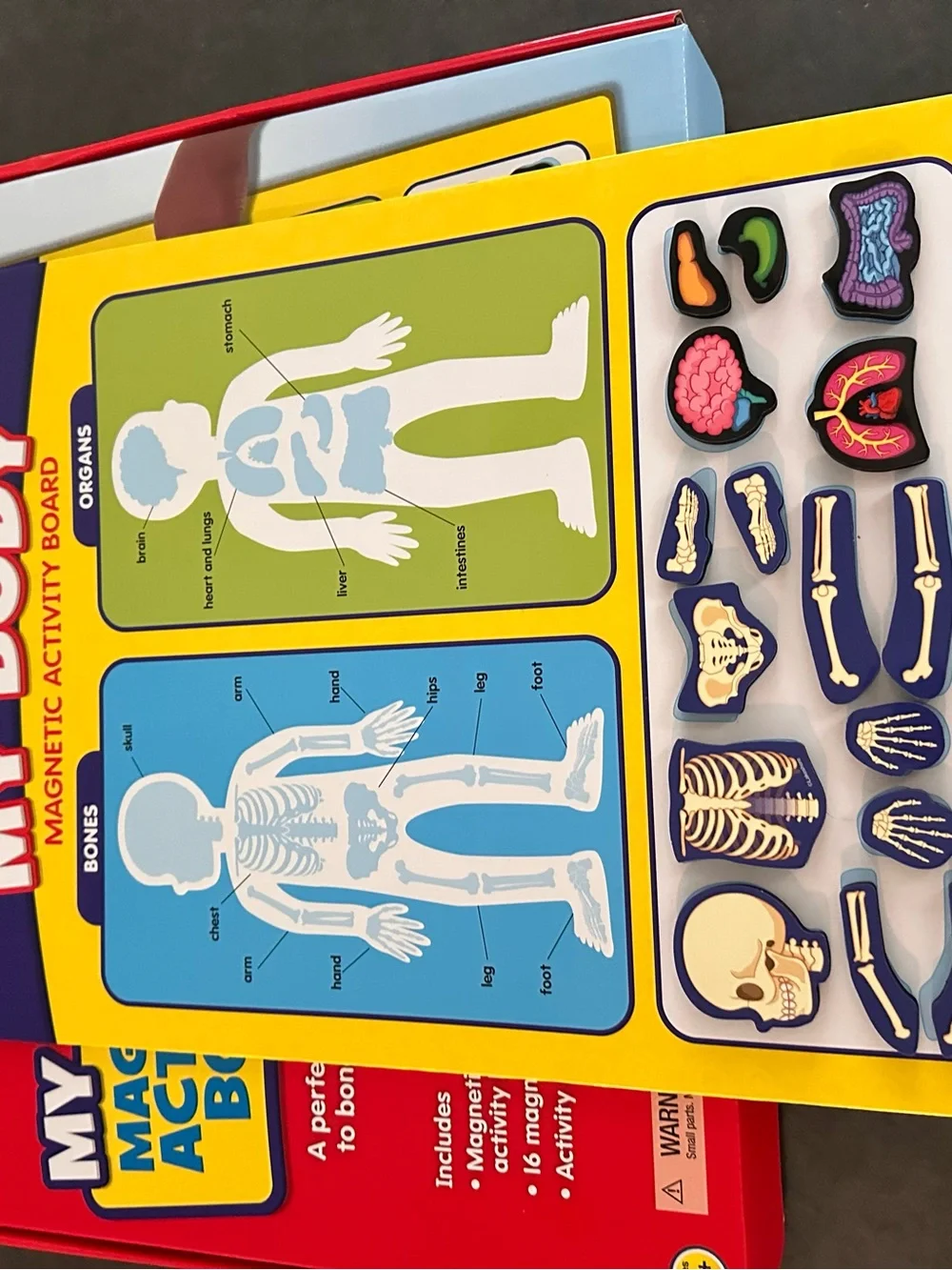 Lakeshore My Body Magnetic Activity Board